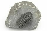 Phacopid (Adrisiops) Trilobite - Jbel Oudriss, Morocco #222403-3